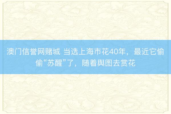 澳门信誉网赌城 当选上海市花40年，最近它偷偷“苏醒”了，随着舆图去赏花